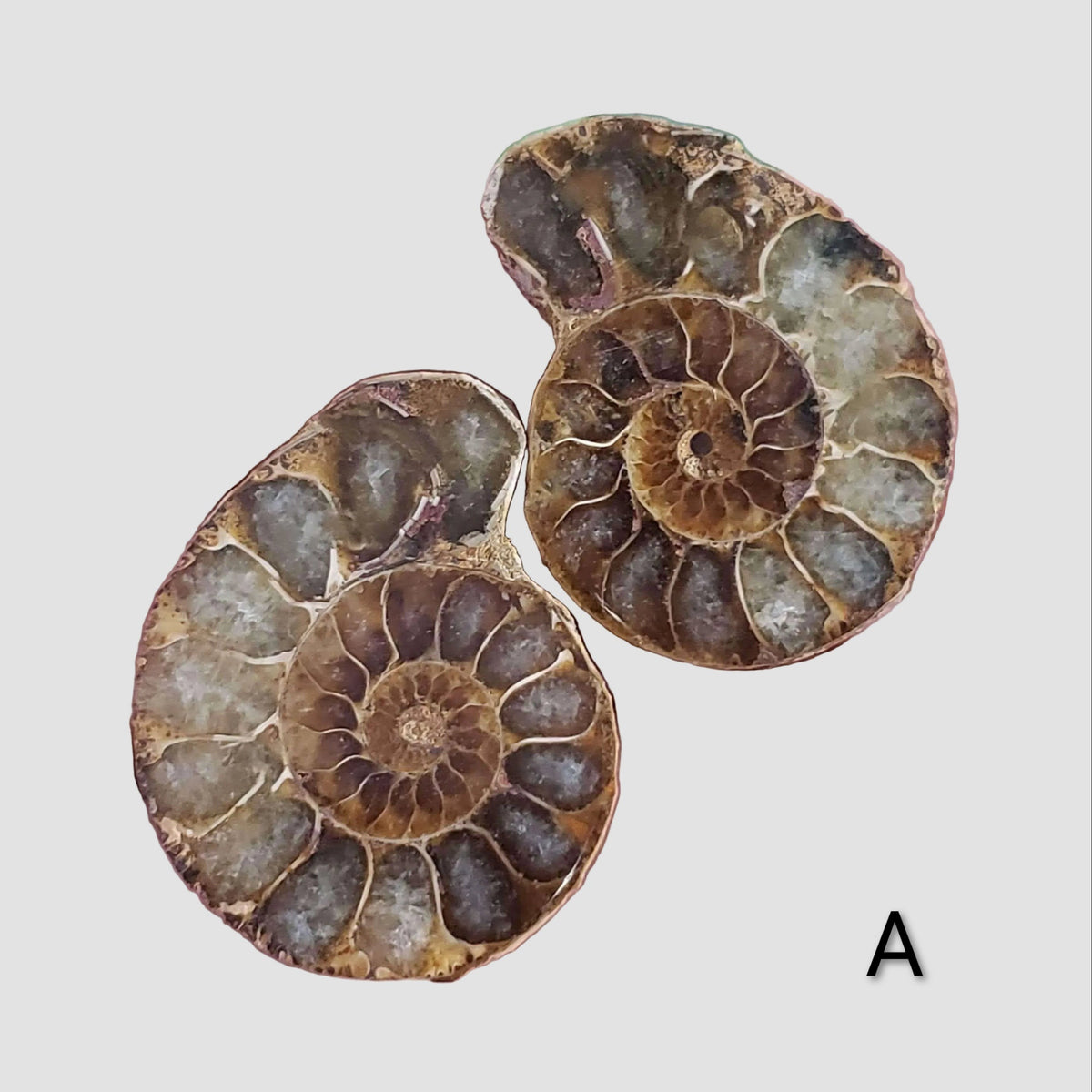 Ammonite Fossil | 36-37 mm | Superb Polished | Premium Matching Halves