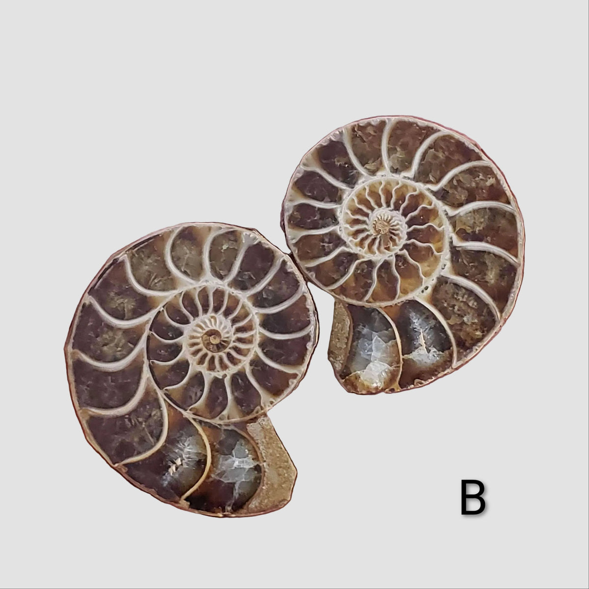 Ammonite Fossil | 36-37 mm | Superb Polished | Premium Matching Halves