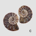 Ammonite Fossil | 36-37 mm | Superb Polished | Premium Matching Halves 2
