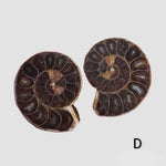 Ammonite Fossil | 36-37 mm | Superb Polished | Premium Matching Halves 3