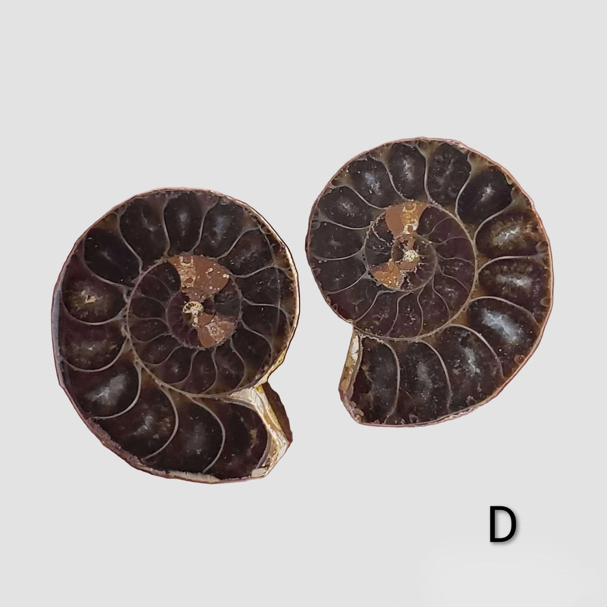 Ammonite Fossil | 36-37 mm | Superb Polished | Premium Matching Halves 3