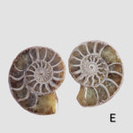 Ammonite Fossil | 36-37 mm | Superb Polished | Premium Matching Halves 4