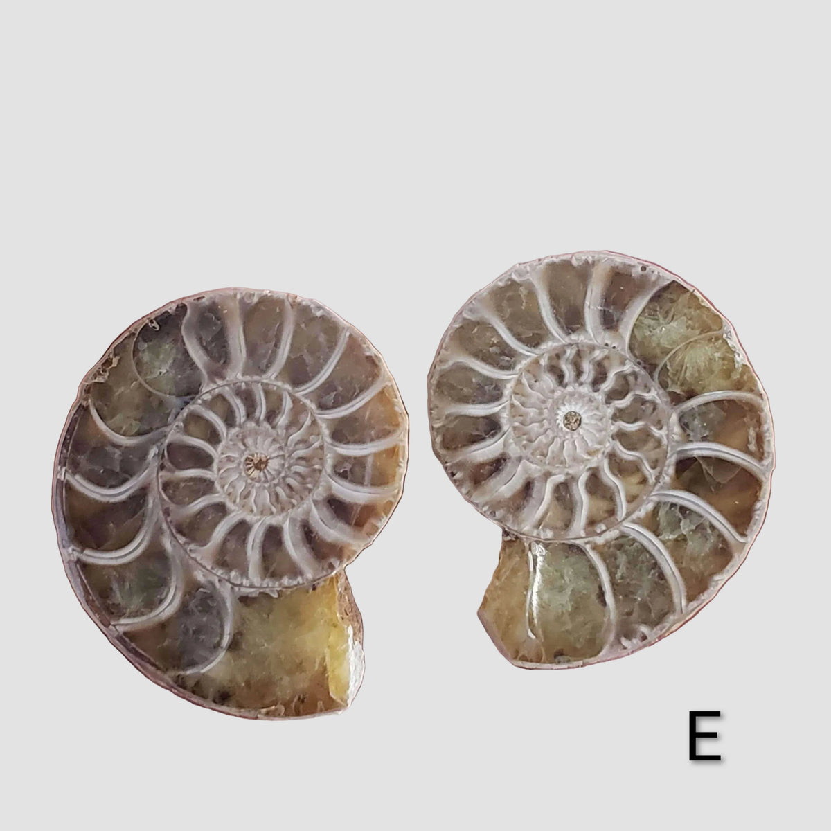 Ammonite Fossil | 36-37 mm | Superb Polished | Premium Matching Halves 4