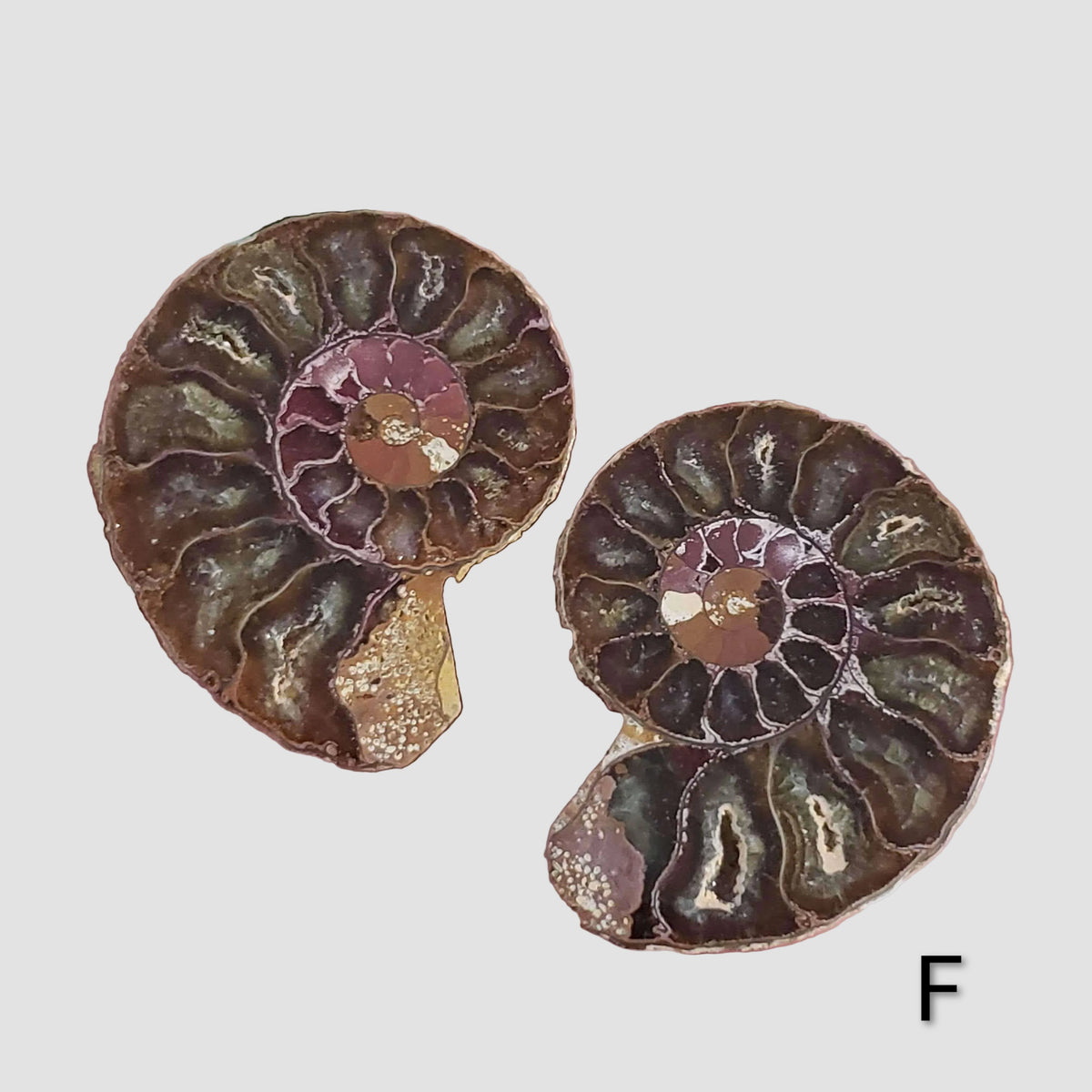 Ammonite Fossil | 36-37 mm | Superb Polished | Premium Matching Halves 5