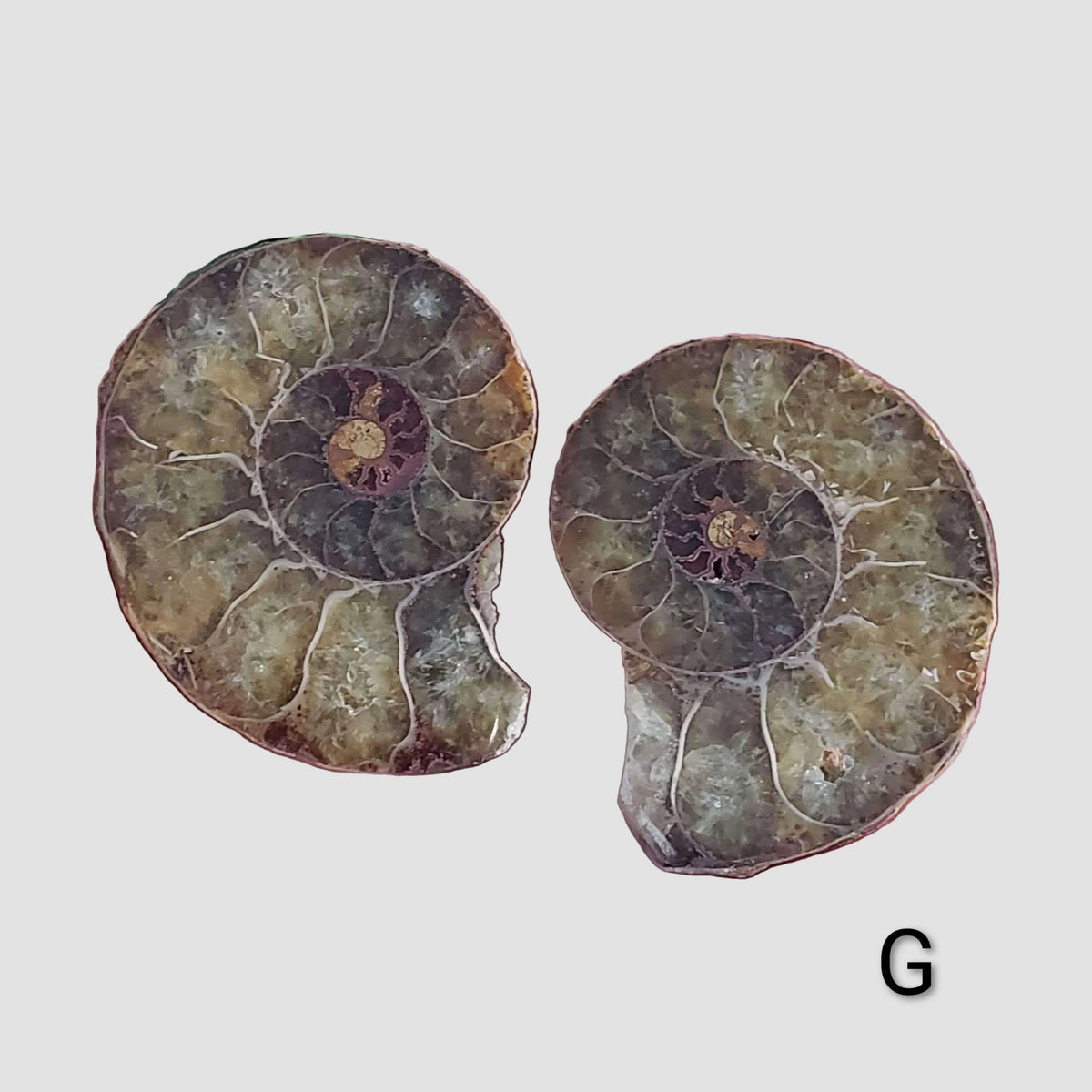 Ammonite Fossil | 36-37 mm | Superb Polished | Premium Matching Halves 6