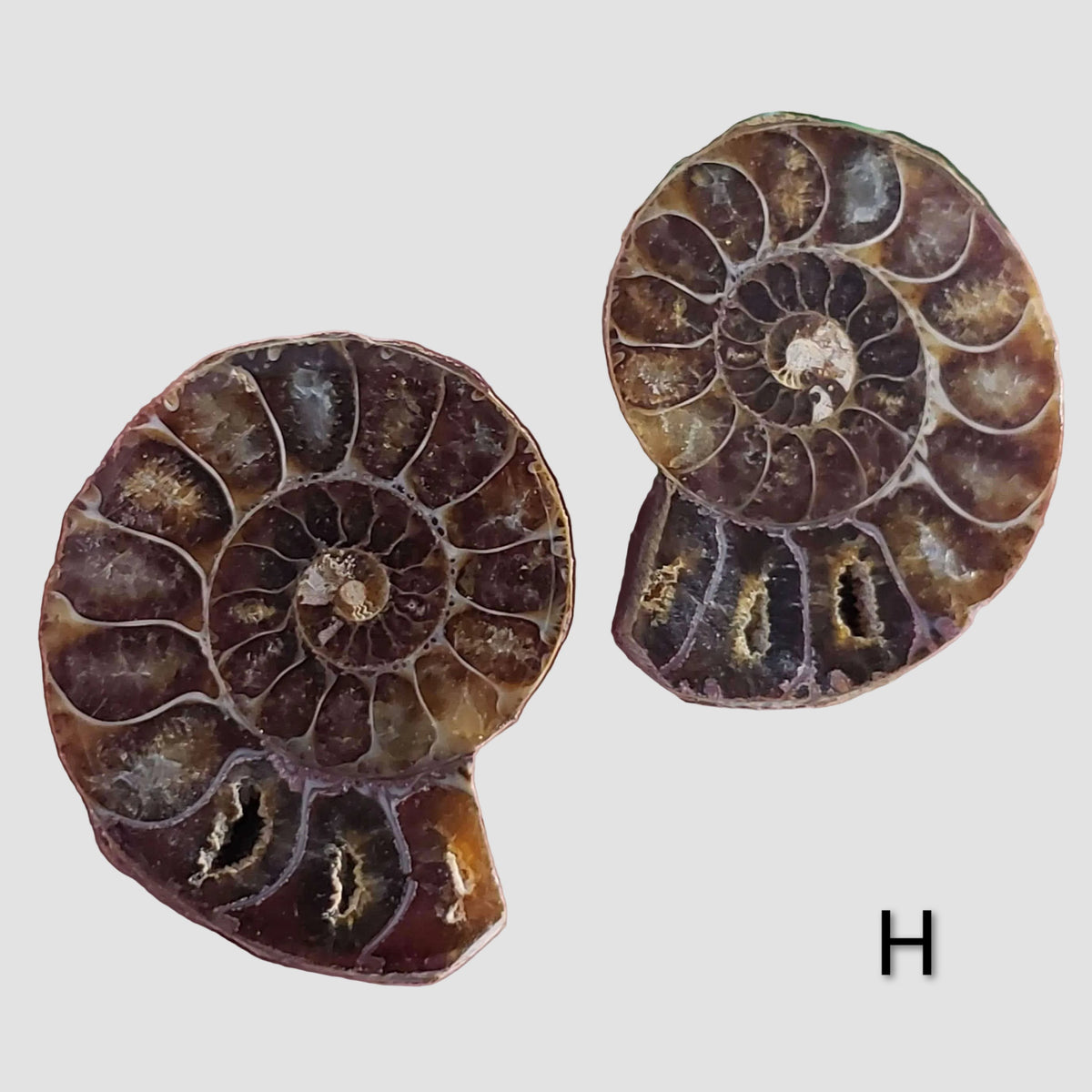 Ammonite Fossil | 36-37 mm | Superb Polished | Premium Matching Halves 7