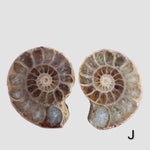Ammonite Fossil | 36-37 mm | Superb Polished | Premium Matching Halves 8