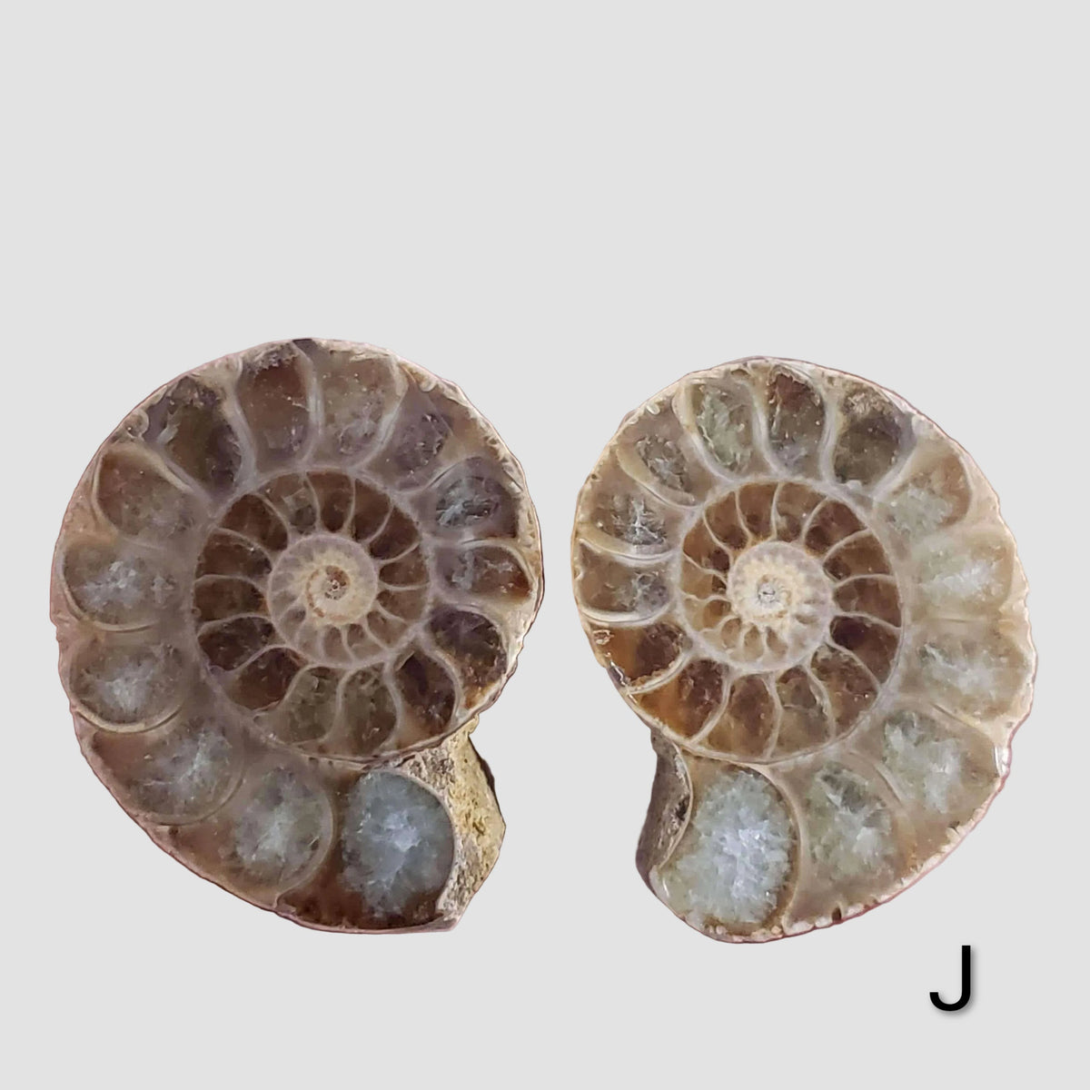 Ammonite Fossil | 36-37 mm | Superb Polished | Premium Matching Halves 8