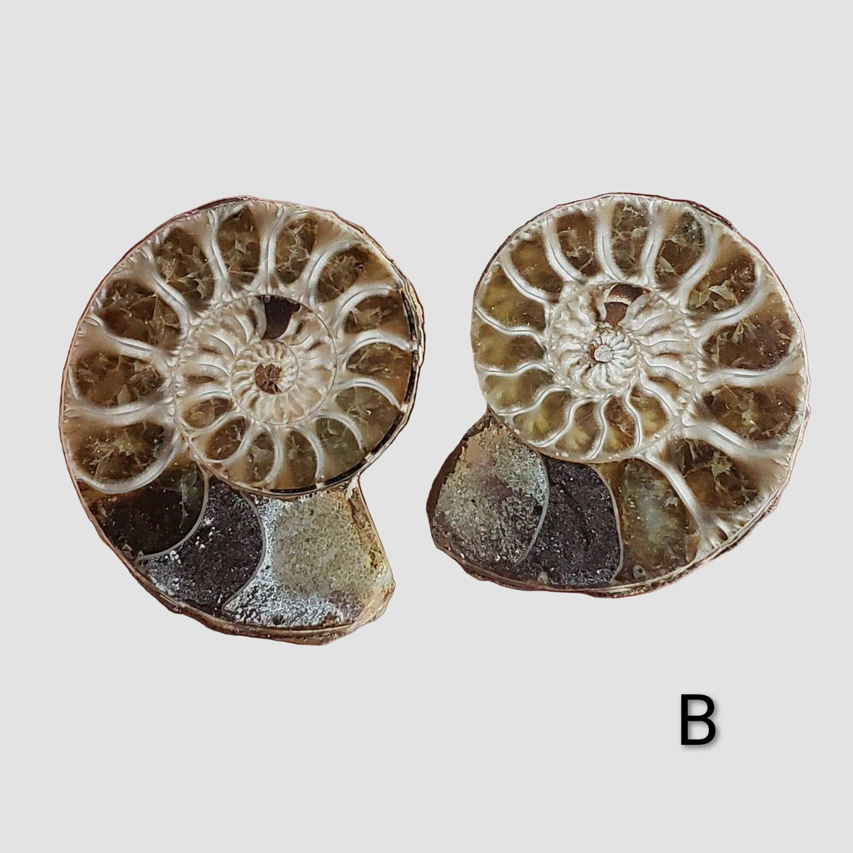 Ammonite Fossil | 38-40 mm | Superb Polished | Premium Matching Halves