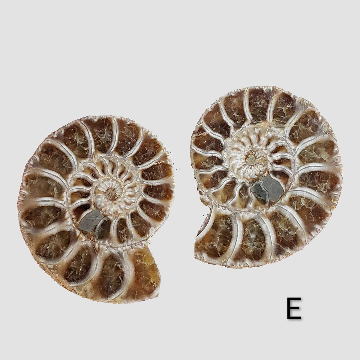 Ammonite Fossil | 38-40 mm | Superb Polished | Premium Matching Halves