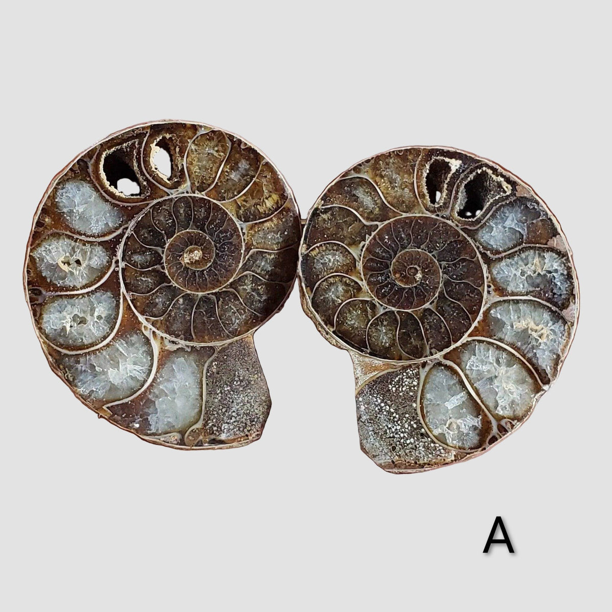 Ammonite Fossil | 38-40 mm | Superb Polished | Premium Matching Halves 8