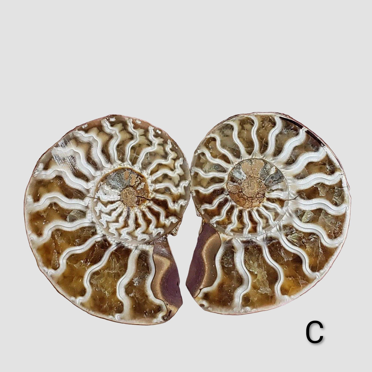 Ammonite Fossil | 38-40 mm | Superb Polished | Premium Matching Halves 5