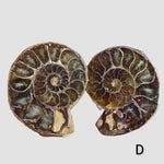 Ammonite Fossil | 38-40 mm | Superb Polished | Premium Matching Halves 6
