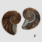Ammonite Fossil | 38-40 mm | Superb Polished | Premium Matching Halves 2