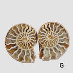 Ammonite Fossil | 38-40 mm | Superb Polished | Premium Matching Halves 3