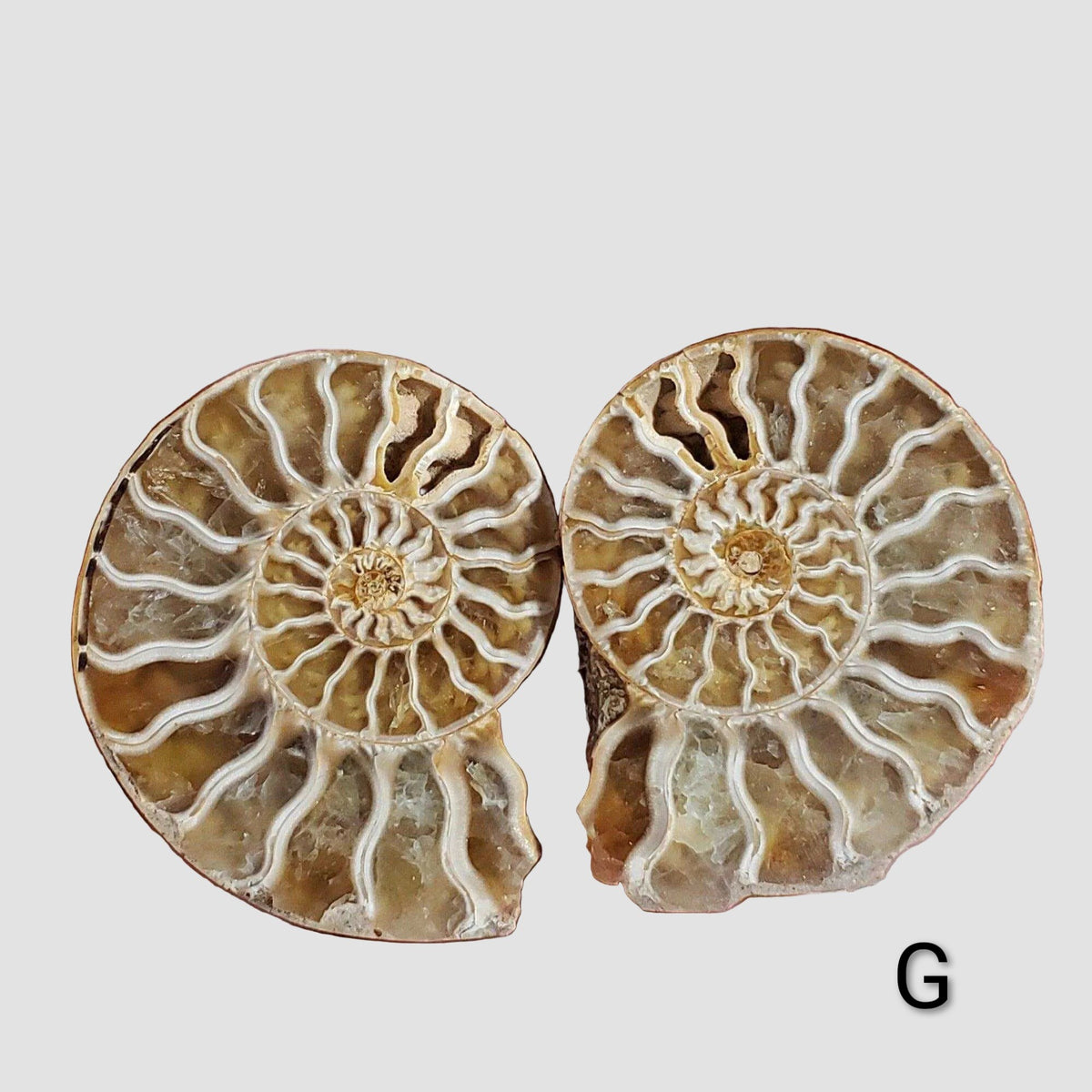 Ammonite Fossil | 38-40 mm | Superb Polished | Premium Matching Halves 3