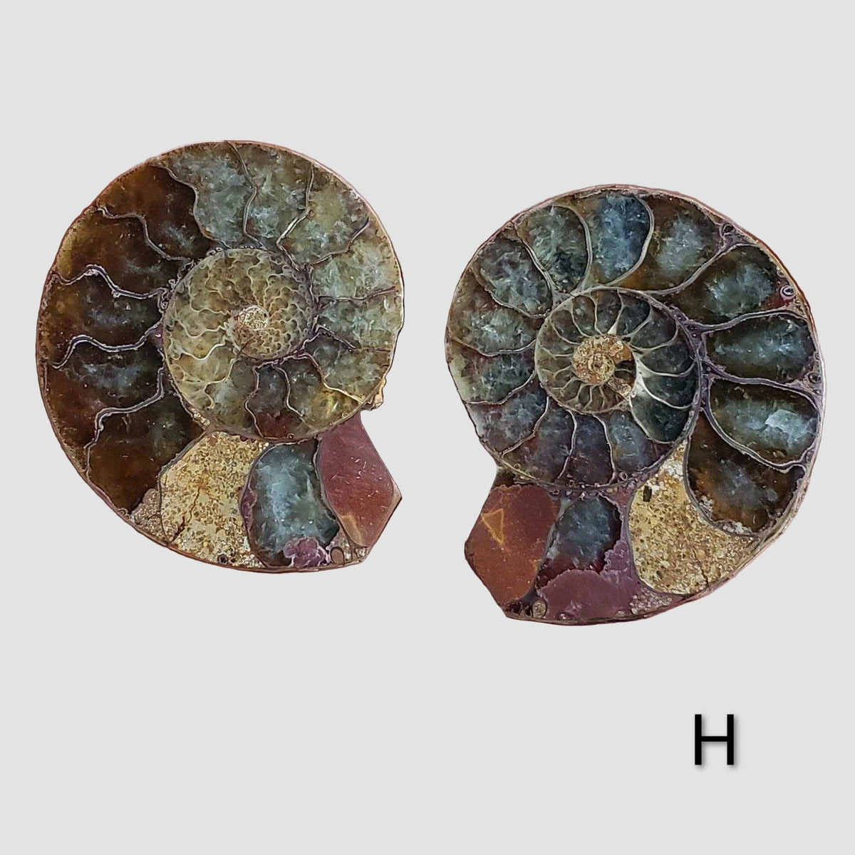 Ammonite Fossil | 38-40 mm | Superb Polished | Premium Matching Halves 7