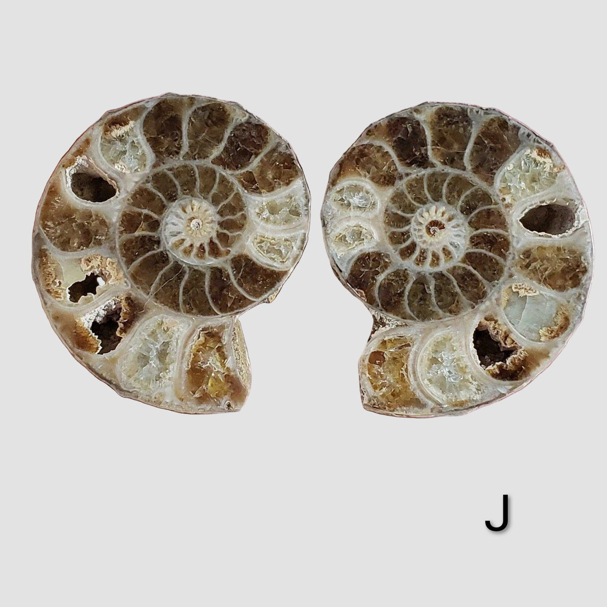 Ammonite Fossil | 38-40 mm | Superb Polished | Premium Matching Halves 4
