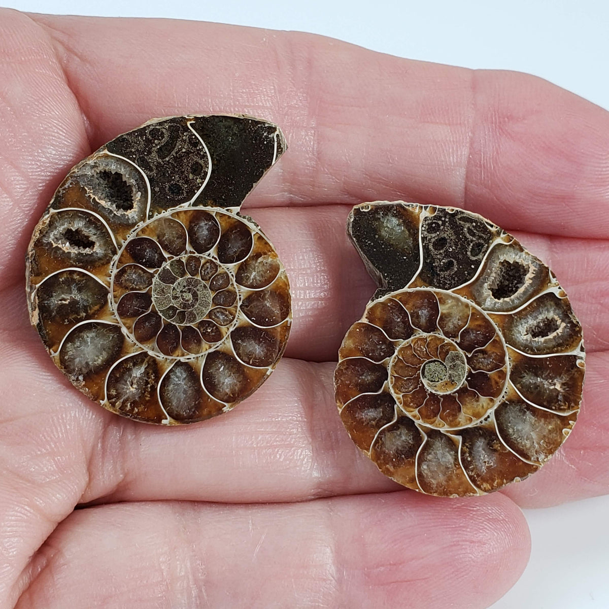  Ammonite Fossil Pair | Polished Matching Halves | 35x28mm 5