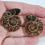  Ammonite Fossil Pair | Polished Matching Halves | 35x28mm 5