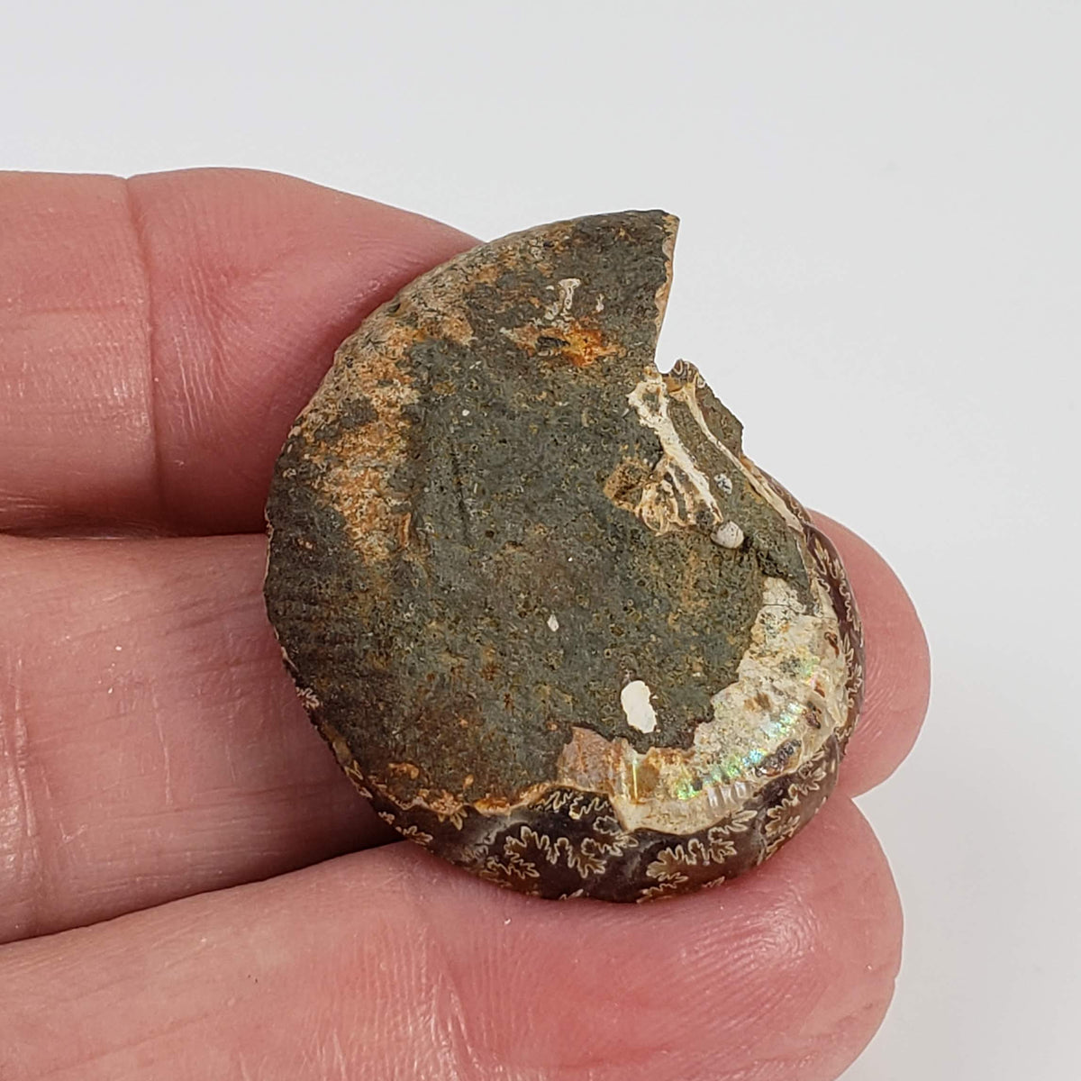  Ammonite Fossil Pair | Polished Matching Halves | 35x28mm 2