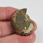  Ammonite Fossil Pair | Polished Matching Halves | 35x28mm 2