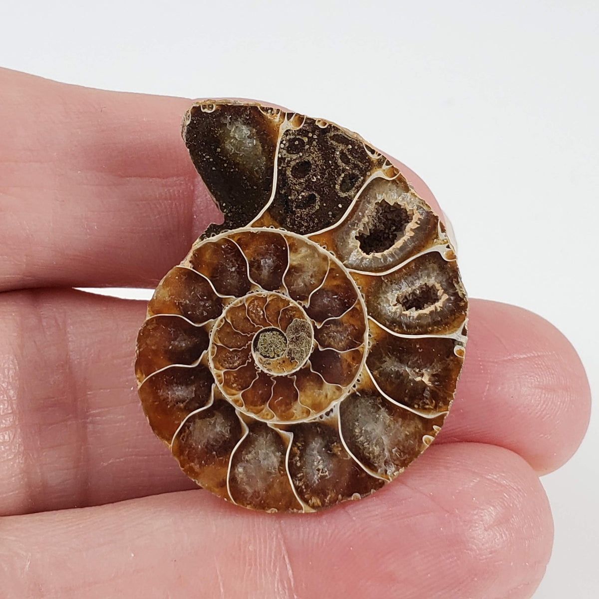  Ammonite Fossil Pair | Polished Matching Halves | 35x28mm 1