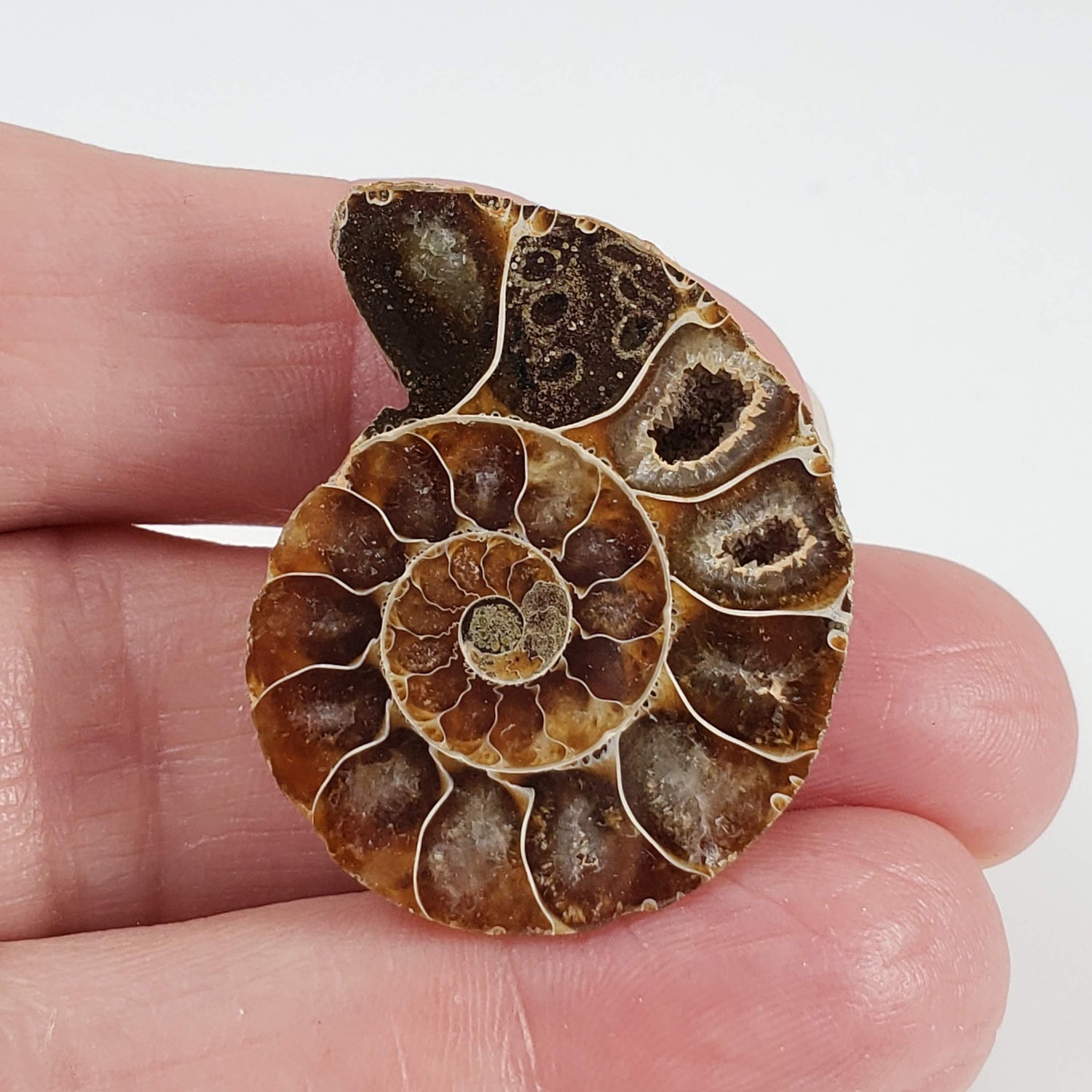  Ammonite Fossil Pair | Polished Matching Halves | 35x28mm 1