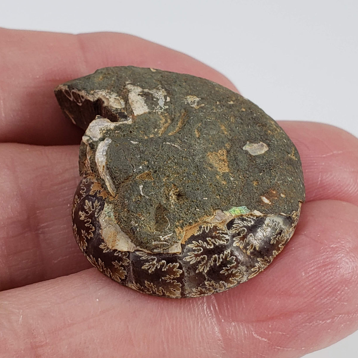  Ammonite Fossil Pair | Polished Matching Halves | 35x28mm 4
