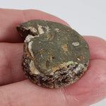  Ammonite Fossil Pair | Polished Matching Halves | 35x28mm 4