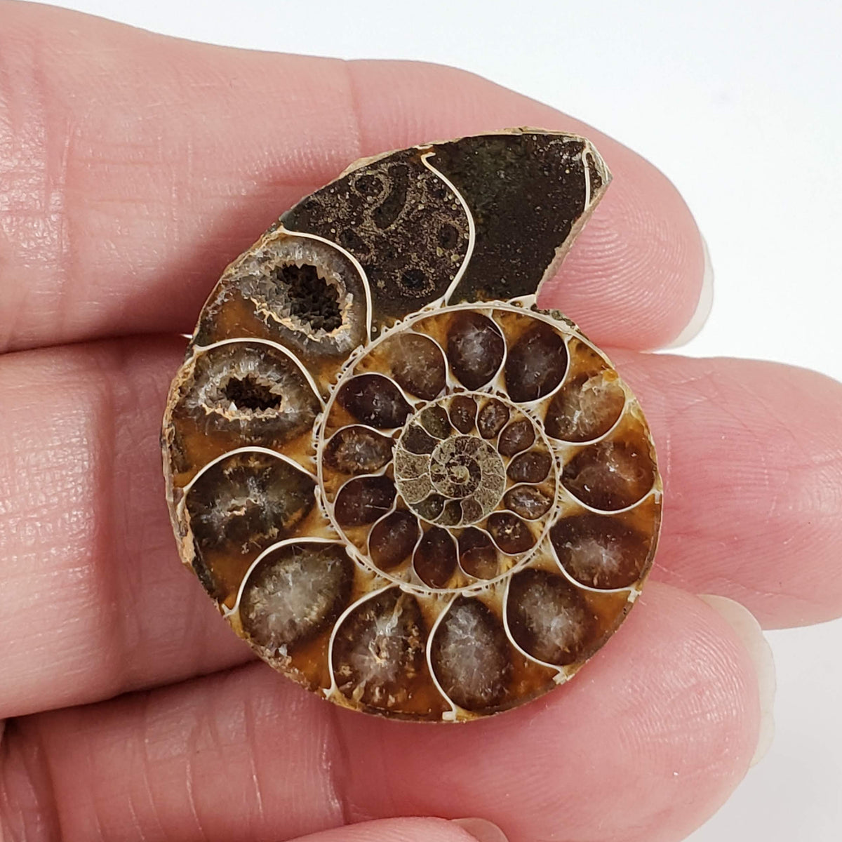  Ammonite Fossil Pair | Polished Matching Halves | 35x28mm 3