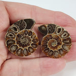  Ammonite Fossil Pair | Polished Matching Halves | 35x28mm 