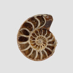  Ammonite Fossil Pair | Polished Matching Halves | 38x29mm 2