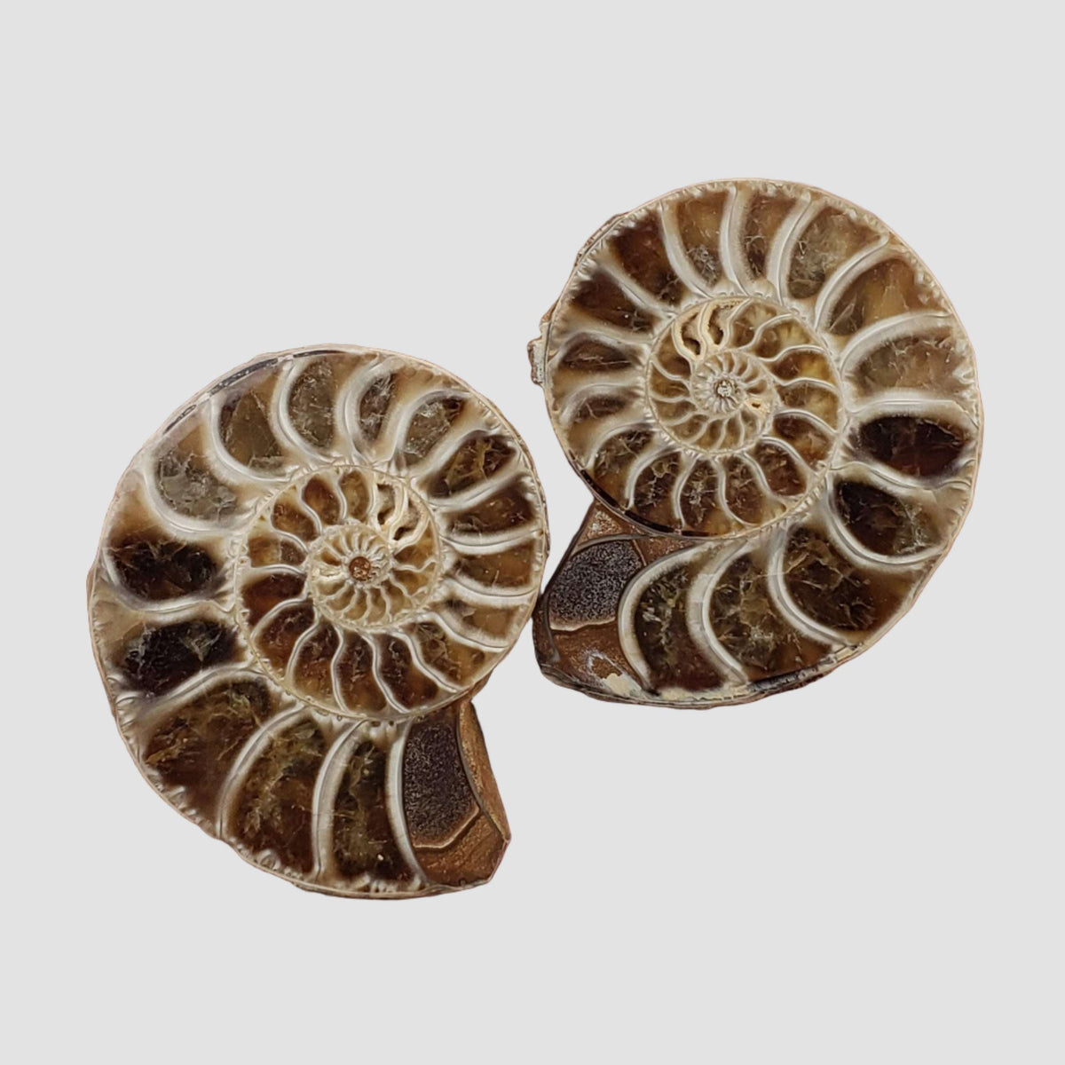 Ammonite Fossil Pair | Polished Matching Halves | 38x29mm