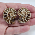  Ammonite Fossil Pair | Polished Matching Halves | 38x29mm 5