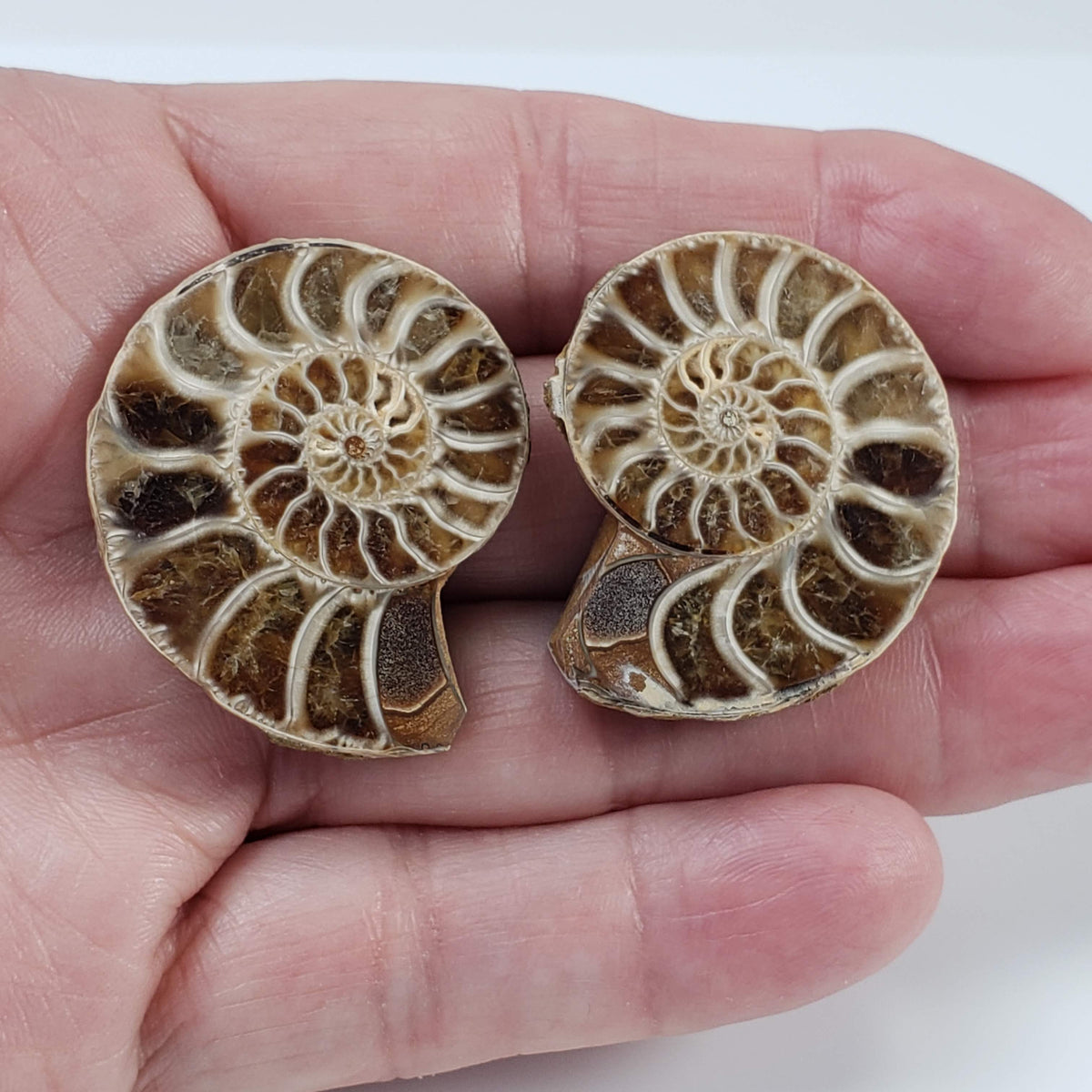  Ammonite Fossil Pair | Polished Matching Halves | 38x29mm 5