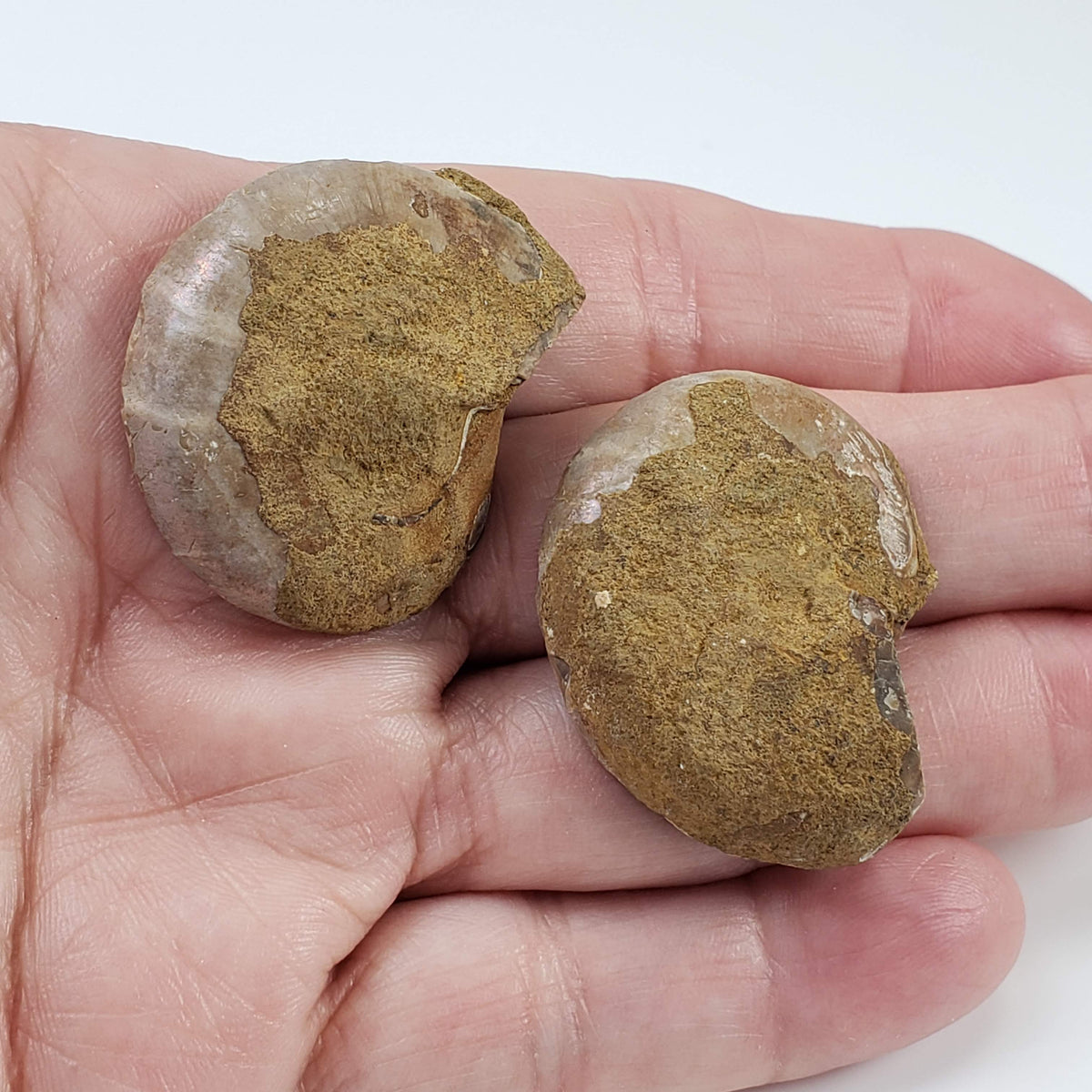  Ammonite Fossil Pair | Polished Matching Halves | 38x29mm 6