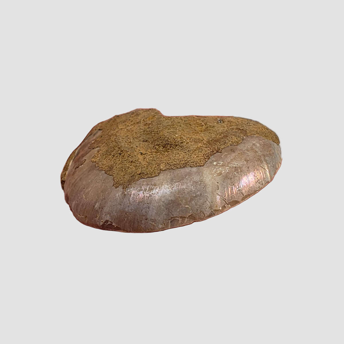  Ammonite Fossil Pair | Polished Matching Halves | 38x29mm 3