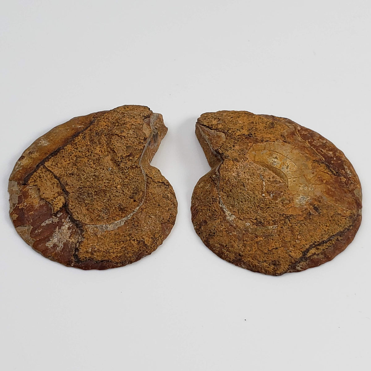  Ammonite Fossil Pair | Polished Matching Halves | 38x30mm 6