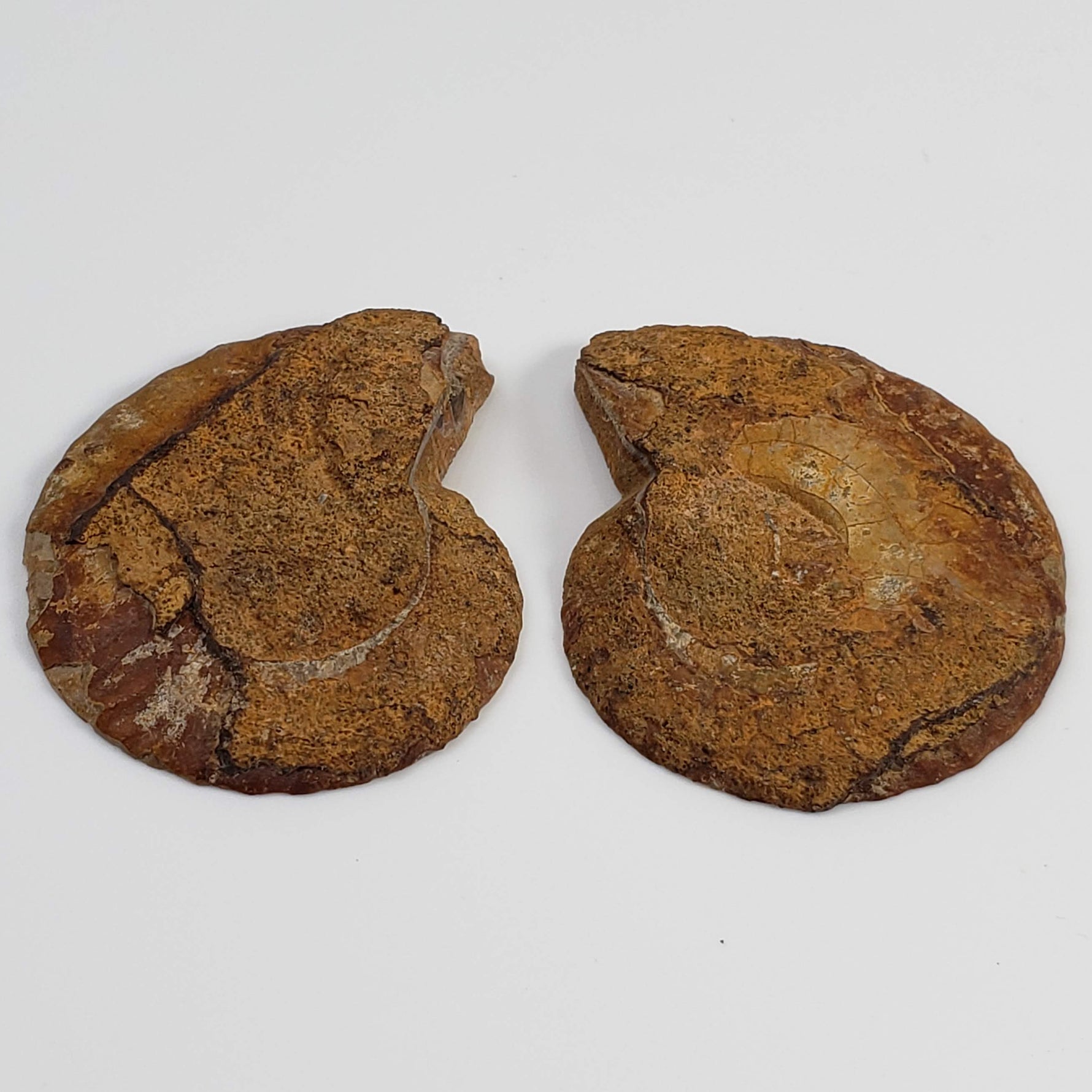  Ammonite Fossil Pair | Polished Matching Halves | 38x30mm 6