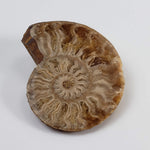  Ammonite Fossil Pair | Polished Matching Halves | 38x30mm 1