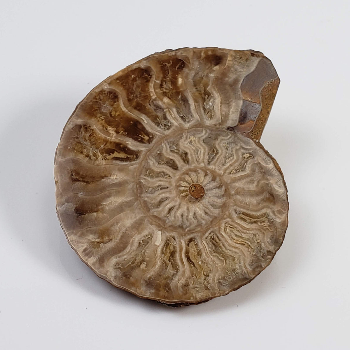  Ammonite Fossil Pair | Polished Matching Halves | 38x30mm 2