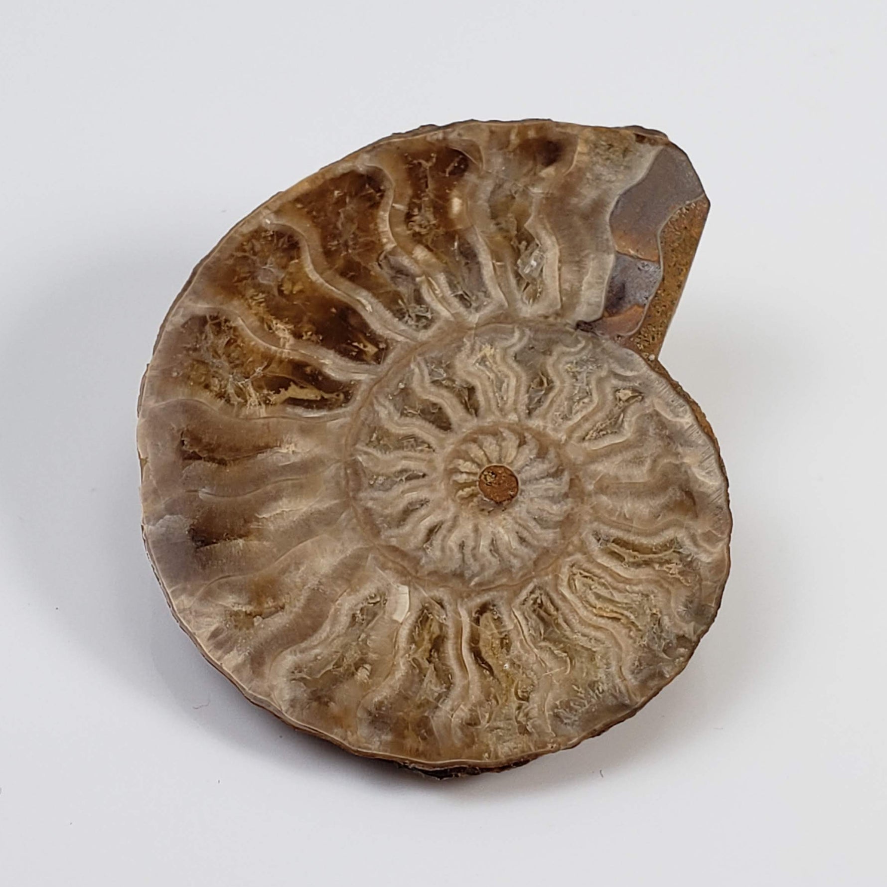  Ammonite Fossil Pair | Polished Matching Halves | 38x30mm 2