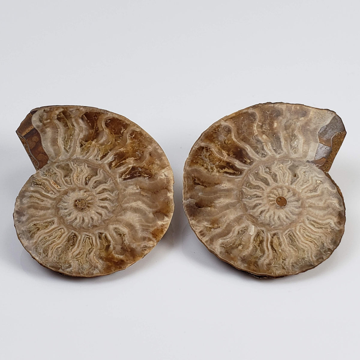  Ammonite Fossil Pair | Polished Matching Halves | 38x30mm 