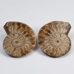  Ammonite Fossil Pair | Polished Matching Halves | 38x30mm 