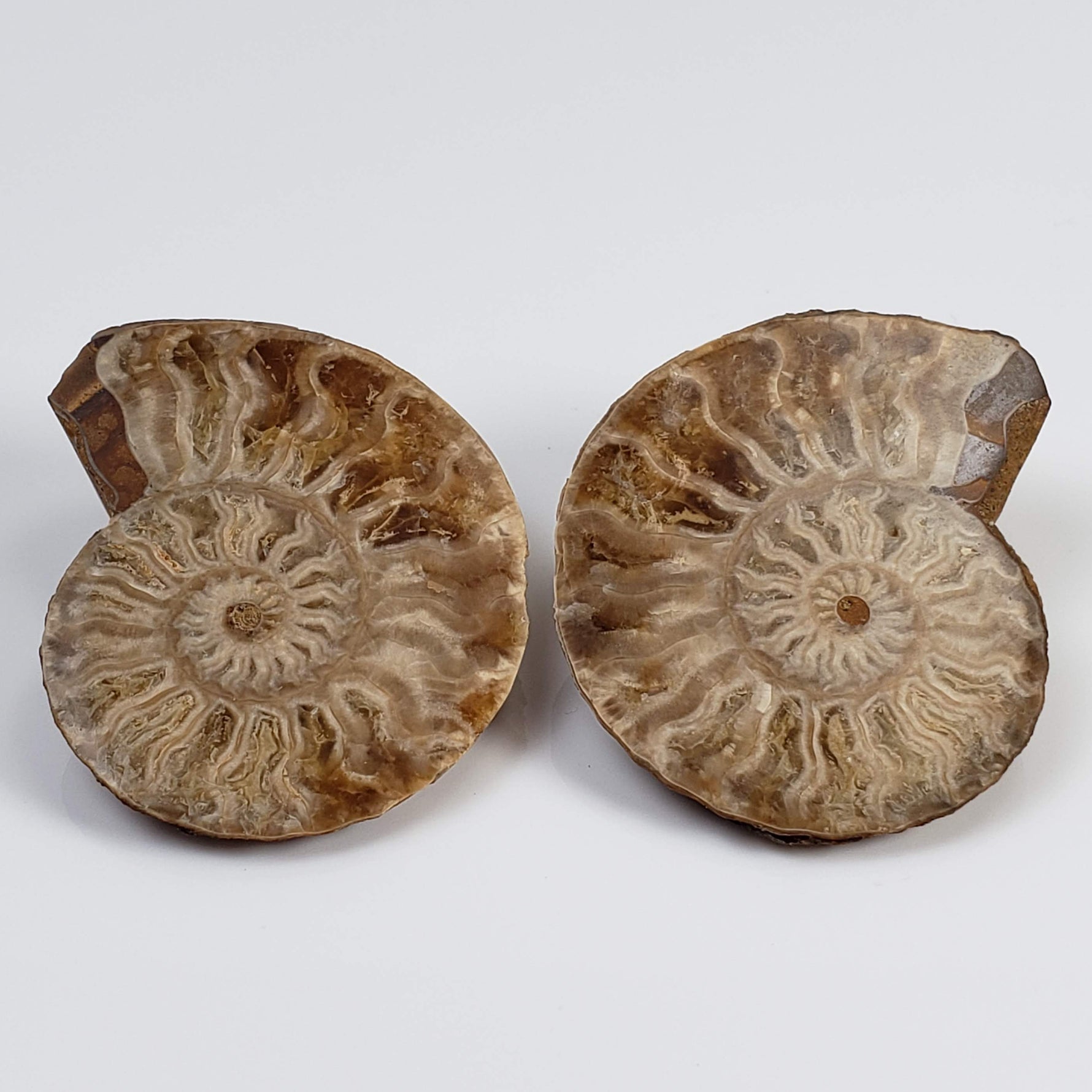  Ammonite Fossil Pair | Polished Matching Halves | 38x30mm 