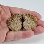  Ammonite Fossil Pair | Polished Matching Halves | 38x30mm 3