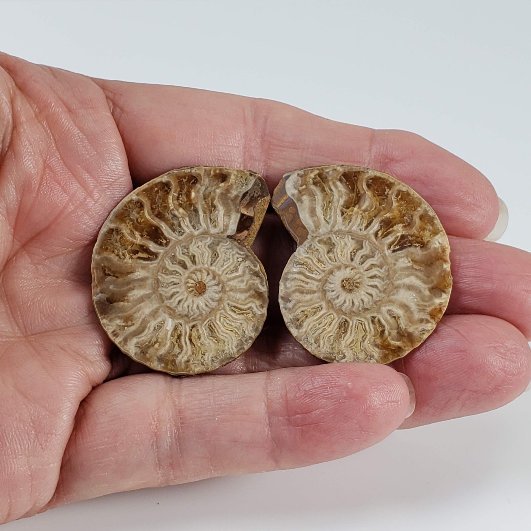  Ammonite Fossil Pair | Polished Matching Halves | 38x30mm 3