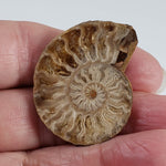  Ammonite Fossil Pair | Polished Matching Halves | 38x30mm 4
