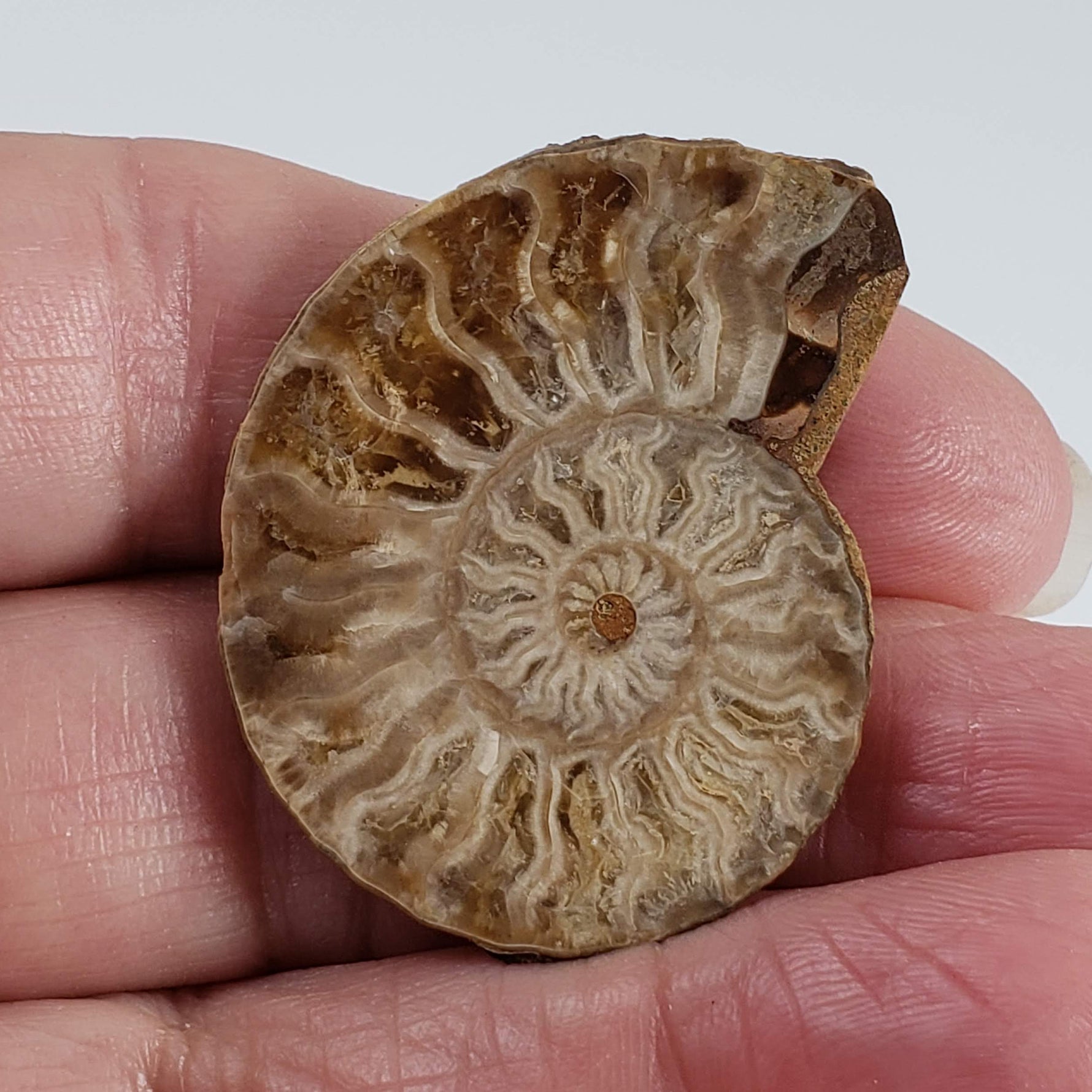  Ammonite Fossil Pair | Polished Matching Halves | 38x30mm 4